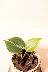 Philodendron hederaceum var. oxycardium "Silver Stripe"
